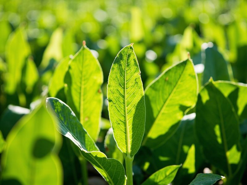 Fungicides - crop protection products
